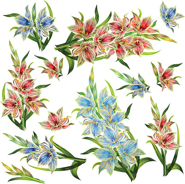 illustrazioni stock, clip art, cartoni animati e icone di tendenza di set di fiori e bouquet dalle eleganti gladiolus a righe - gladiolus single flower isolated tropical climate