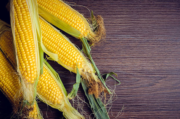 istock Ripe ears of corn on a background 582296172
