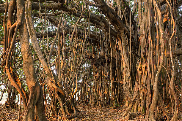 istock Amazing Banyan Tree in morning sunlight 582297780
