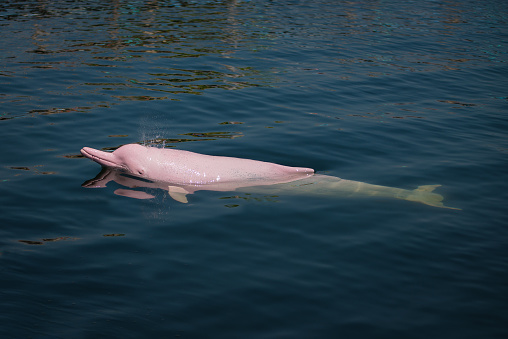 Delfín rosado en el mar. photo
