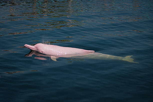 Pink Dolphin in the sea. Pink Dolphin in the sea. dolphin stock pictures, royalty-free photos & images