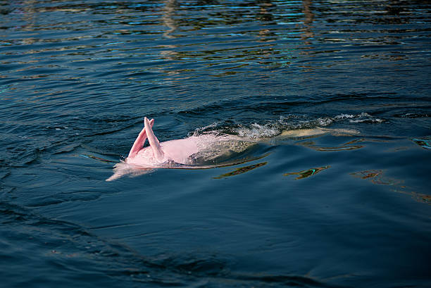 istock Pink Dolphin in the sea. 582298036