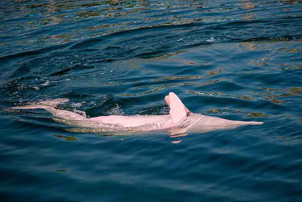 istock Pink Dolphin in the sea. 582298038