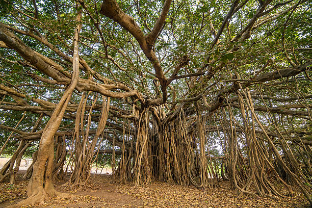 erstaunlicher banyan-baum im morgensonnenschein - root tree sarasota tropical climate stock-fotos und bilder
