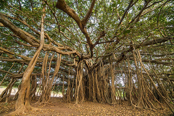 Amazing Banyan Tree in morning sunlight
