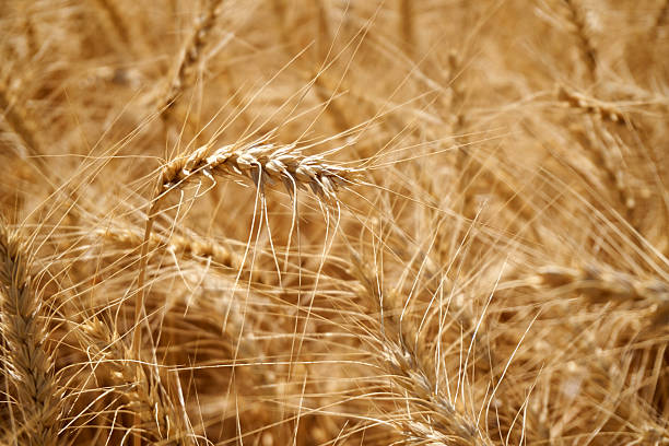 wheat close-up stock photo