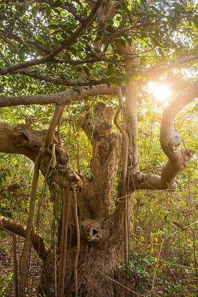 increíble árbol de banyan a la luz del sol de la mañana - root tree sarasota tropical climate fotografías e imágenes de stock