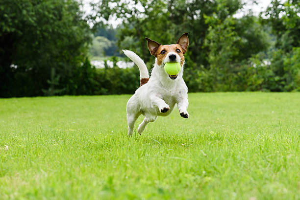 カメラでテニスボールを口に入れ、走っている犬 - ジャックラッセルテリア ストックフォトと画像