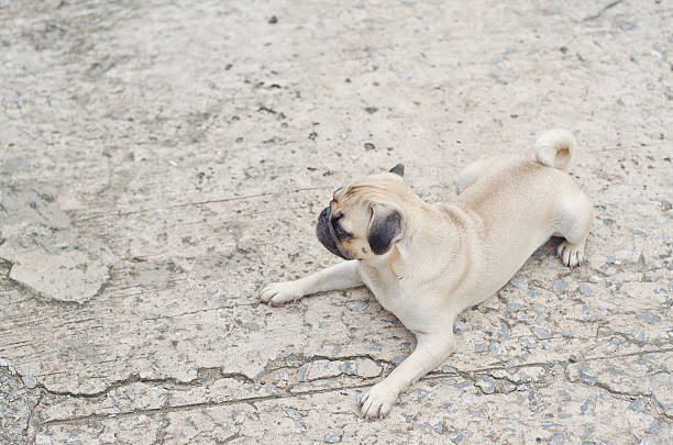 istock Sad dog waiting.Very sad dog. Sad border Terrier 582301464