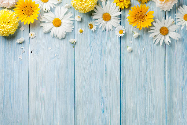 Garden flowers over wood Garden flowers over blue wooden table background. Backdrop with copy space german chamomile nature plant chamomile plant stock pictures, royalty-free photos & images