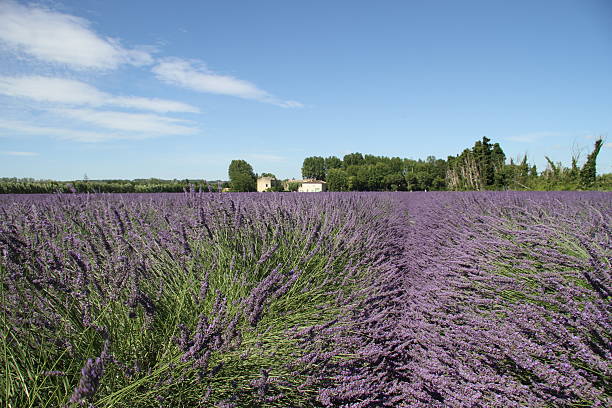 Purple lavender field in France stock photo