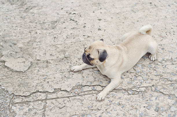 istock Sad dog waiting.Very sad dog. Sad border Terrier 582302142