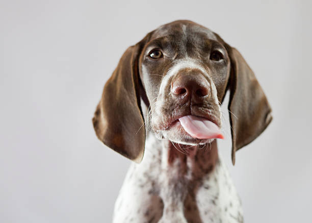 Tetley the puppy stick his tongue out