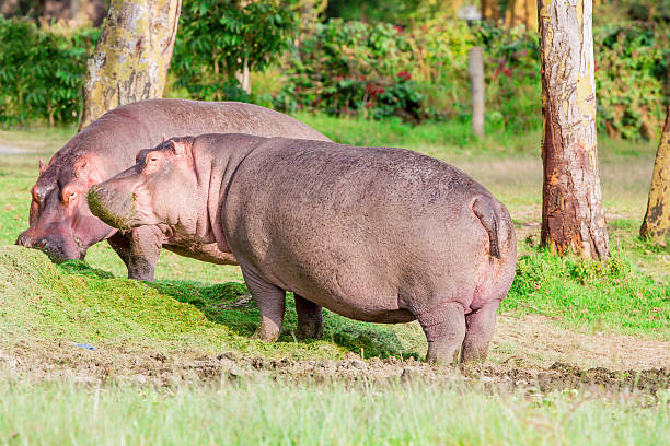 istock Hippos grazing at Lake Naivasha 582302536