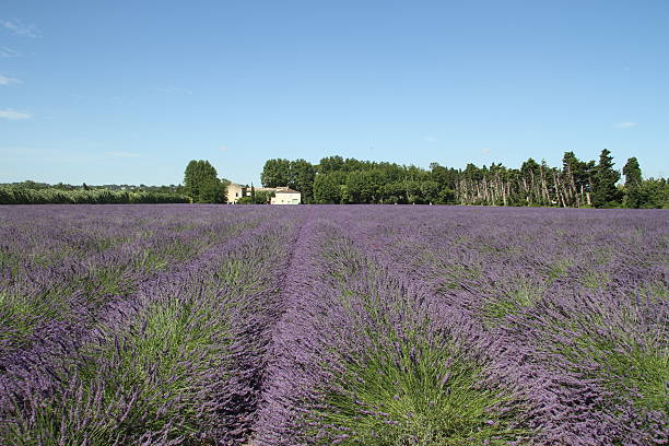 Lavender field in Provance, France stock photo