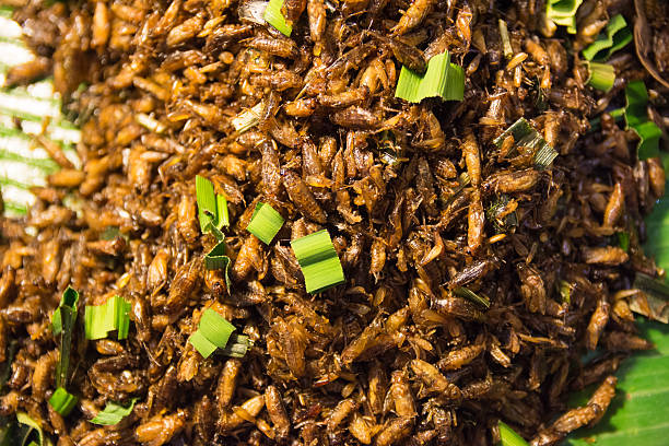 istock Fried insect food in thailand 582303298
