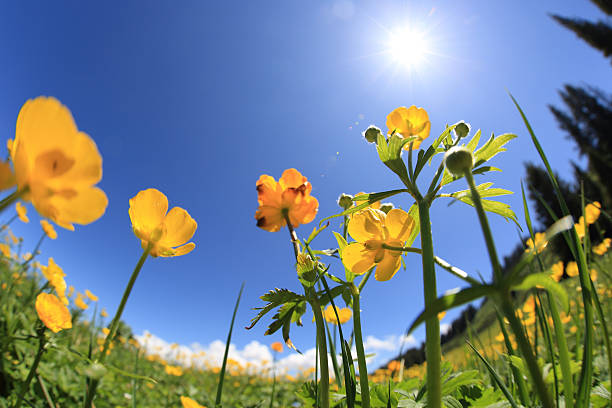 istock beautiful globeflowers and green grass under blue sky 582303346