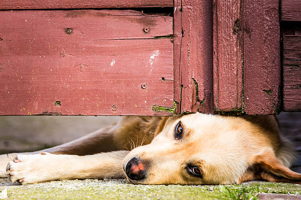 istock Lazy Dog Lying Down Beneath Old Wooden Doorway 582304602
