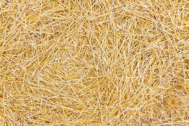 Background with dry straw Background or texture with dry straw hay stock pictures, royalty-free photos & images