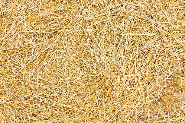 Background or texture with dry straw