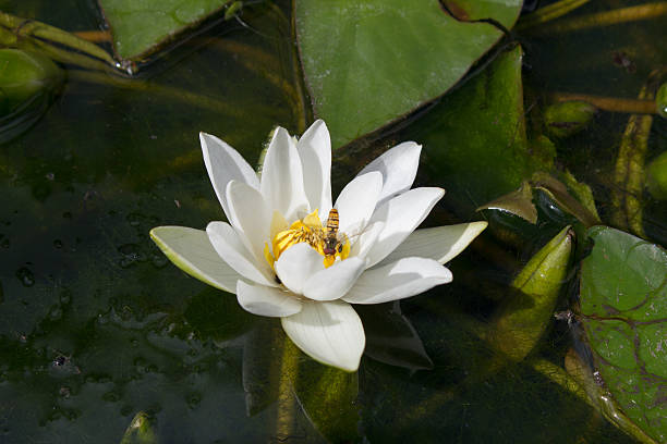 Dwarf white water-lily (Nymphaea candida) Dwarf white water-lily (Nymphaea candida) nymphaea candida stock pictures, royalty-free photos & images