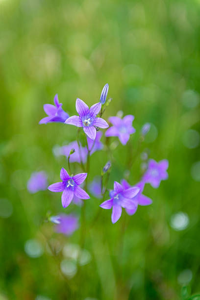 繊細なカンパヌラパチュラクローズアップ画像。 - campanula close up flower potted plant ストックフォトと画像