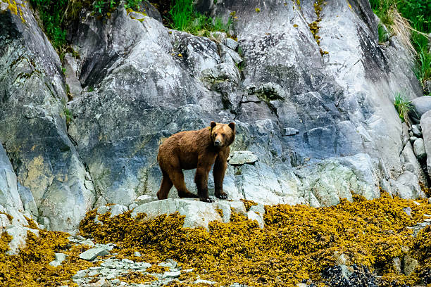 istock Brown bear on the shore line 582311852