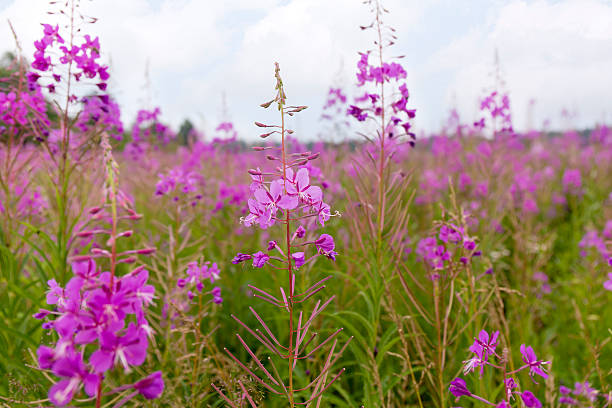 istock Summer Landscape with a field of blooming fireweed or willow 582314448
