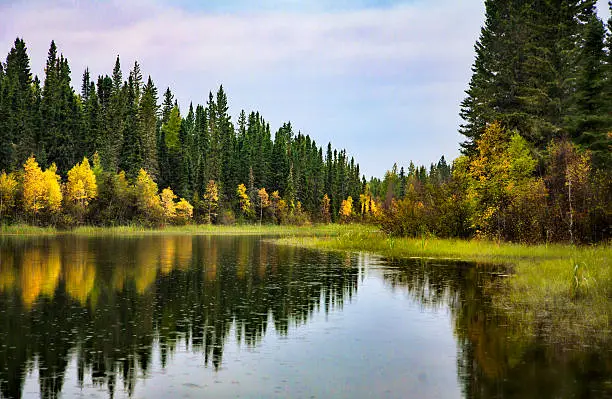 Northern Canadian Waskesiu River and surrounding forest with trees reflected in water.  The image was taken in Prince Albert National Park during early autumn just as some of the trees had begun to take on fall colors.  The reflection of the trees can be seen in the still waters of the river.