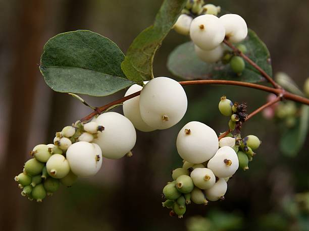 istock white berries of snowberry bush 582315506