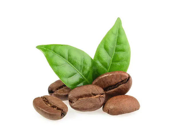 Photo of coffee grains with leaves isolated