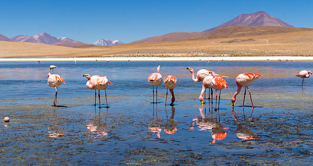 istock Salt Flats, Bolivia 582315738