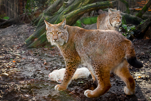 Bobcat (red lynx) with caught rabbit in Colorado in western USA of North America