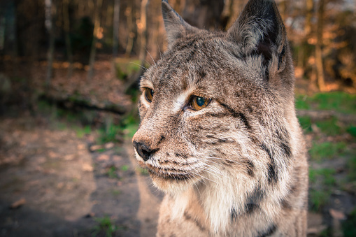 portrait lynx, filmed in a zoo in their natural habitat isolated on white background