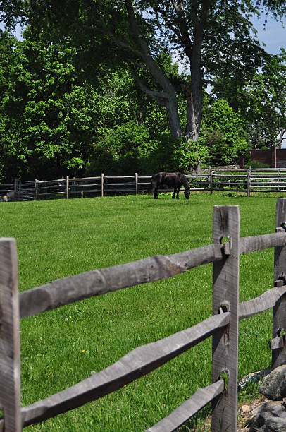 istock One Horse in a Fenced Pasture 582317938