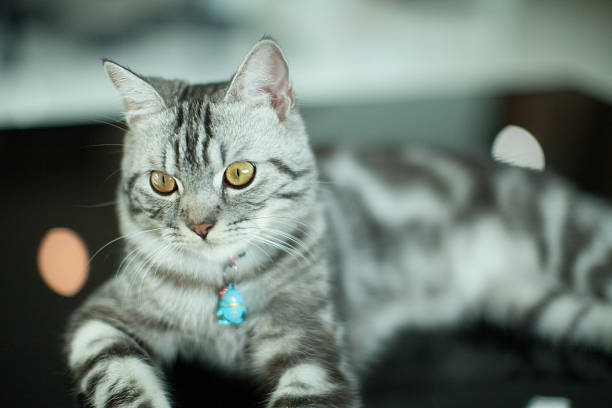 istock American Shorthair Cat 582318382