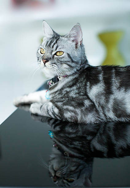 istock American Shorthair Cat 582318808