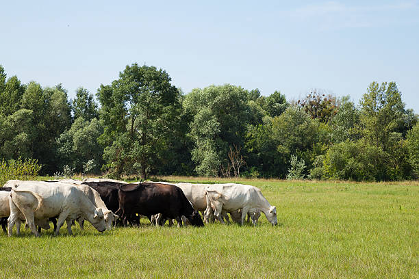 istock Cattle grazing in the field. 582319266