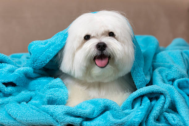 istock Cute maltese dog wrapped on a blue blanket 582319340