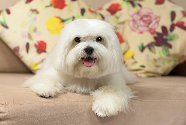 istock Adorable maltese dog sitting on a couch 582319418