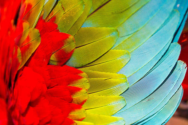 istock Wing of a colorful ara bird 582319648