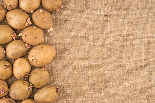 potato on burlap sack background. natural canvas texture. organi - organi imagens e fotografias de stock