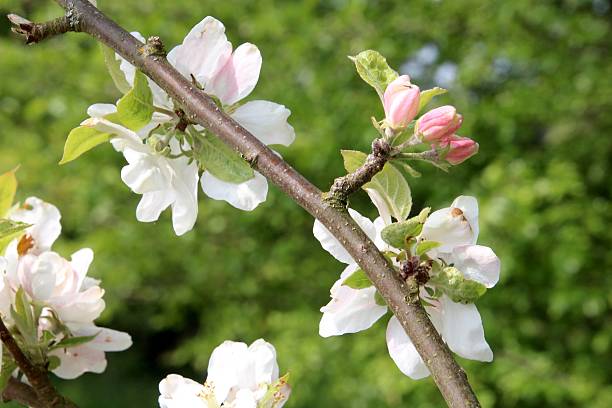 kwiaty wiśni w rozkwicie - cherrywood zdjęcia i obrazy z banku zdjęć