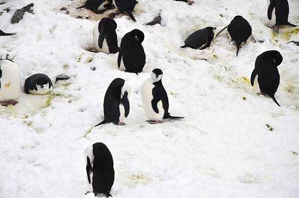 антарктический пингвинов - half moon island horizontal penguin animal стоковые фото и изображения