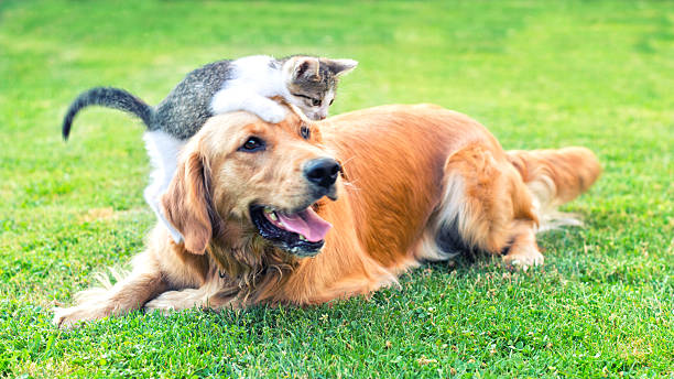 Domestic cat and golden retriever in grass at home. Best friends.