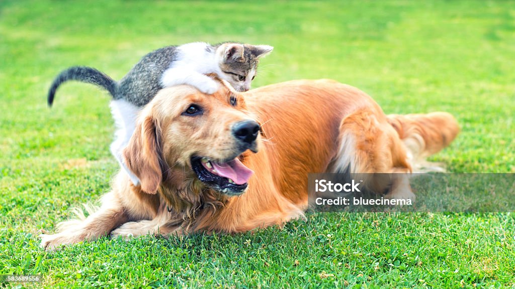 Best friends Domestic cat and golden retriever in grass at home. Best friends. Domestic Cat Stock Photo