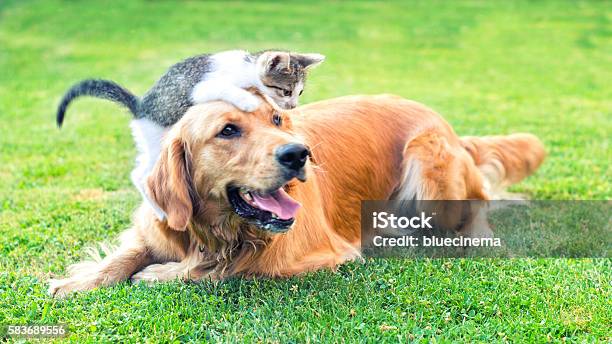 Best Friends Stock Photo - Download Image Now - Domestic Cat, Dog, Puppy