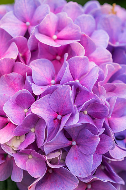 istock Close-up pink and purple Hydrangea flower in a garden 583689874