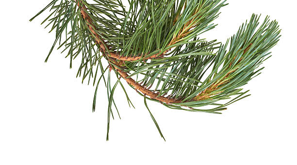 istock Isolated Christmas Tree branch isolated on a white background. 583690230