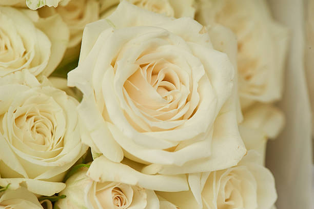 istock rose creamy texture . close-up, a whole bunch of top 583690406
